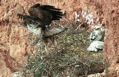 Aguila Perdicera saliendo del nido.